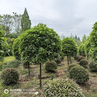 8���ֹ𻨘� 5���ֹ𻨘� �e�� ���@ С�^ ��·�G����������