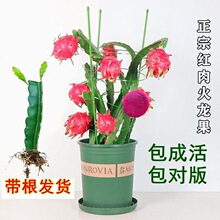 �t��t�Ļ����������Ե����Ϸ��ļ��̨�Nֲ������ˮ���箔��Y��