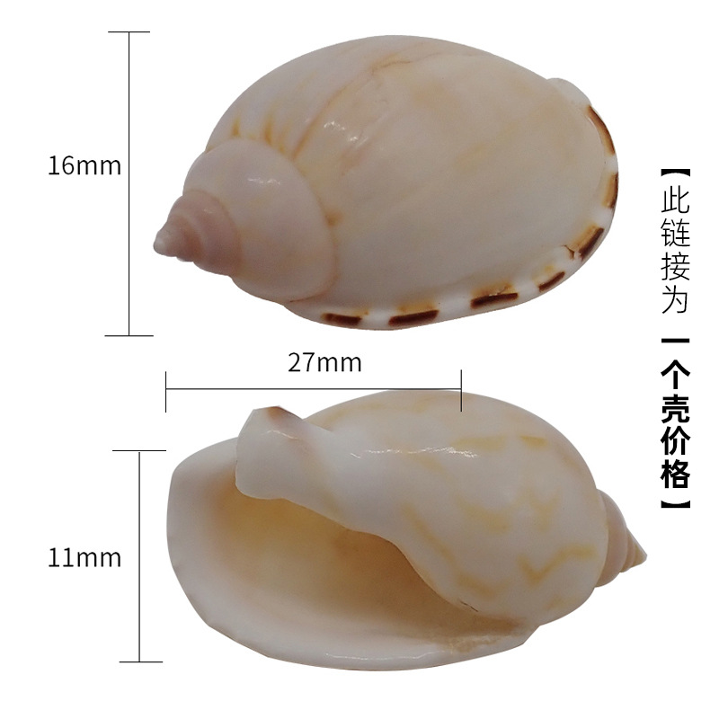 X19 희귀 태양 달걀 달팽이는 2-3cm 크기의 게에 적합합니다.