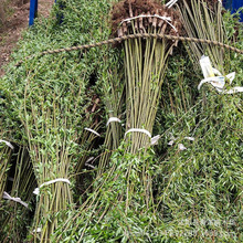 ֱNR Ƥ S ֱ ҎRȫ r񃞻