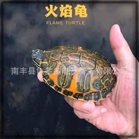 2026热销红腹招财观赏龟|人工繁殖幼龟 包活包邮 风水招财宠物