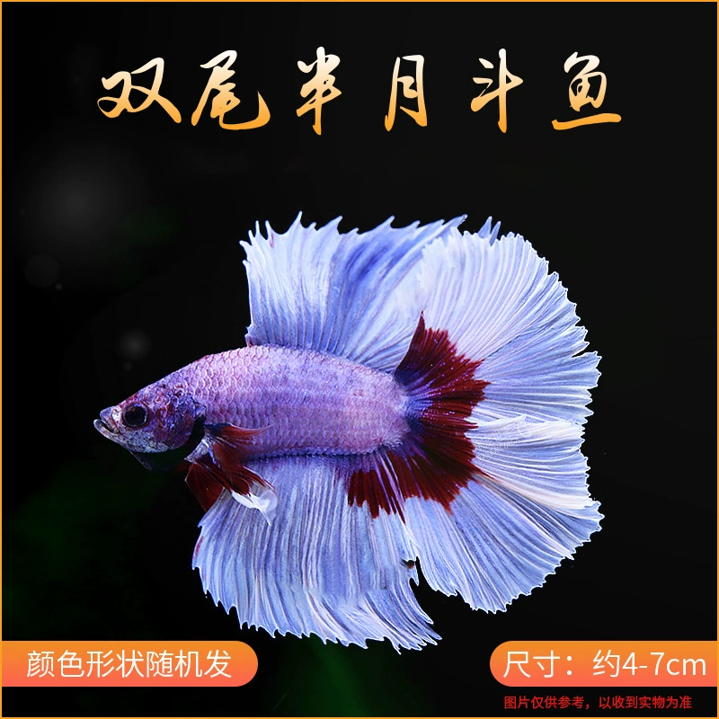 Таидоуй живые tropical ornamental fish Lion King Wedding fish Half Moon Male Fish Horsetail Night Market Stand Интернет-знаменитость оптом