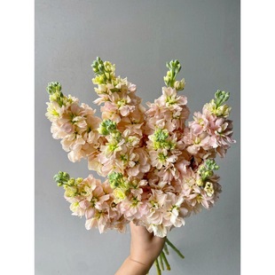 Violet Flowers Yunnan Kunming Base Straight Hair Office Home Water Bottle Fresh Cut Bouquet Sf Free Shipping