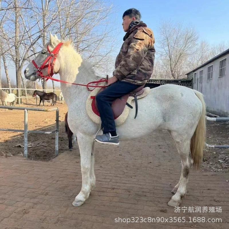 Где я могу найти миниатюрных гномов-лошадей для продажи, миниатюрных гномов-лошадей для верховой езды, а также больших лошадей для показа и разведения в живописных местах?