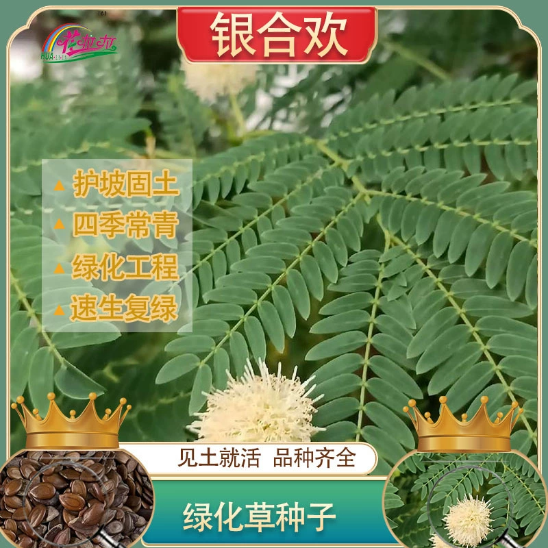 Зеленение и защита склонов, смешанное посадка кустарников и семян травы, семена травы серебристой акации, четырехсезонная вечнозеленая почвофиксирующая лесоводная и зеленая травяная культура.