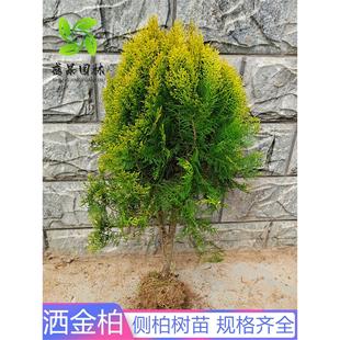 ��ؘ���Ȱؘ����֦�����~ϴ�^�������ɘ䞢��ع���С��ɫ�K