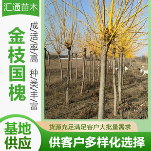 Golden Acacia Landscape Tree, Golden Acacia Villa Courtyard Greening Large Landscape Tree, Fast-Growing Golden Acacia Seedlings