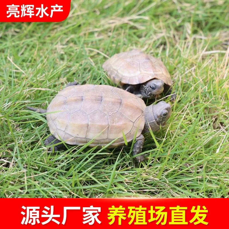Размер внешнего пруда Китайская черепаха живая черепаха саженцы оптом собственная база для разведения черепах оптом стойло
