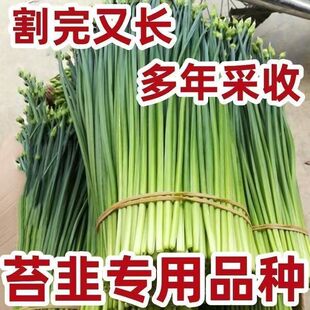 �ļ���Ʒ̦�·N�Ӿ²�̦�N�у��|�߮a�ͺ��͟Ό���ļ����߲˷N��