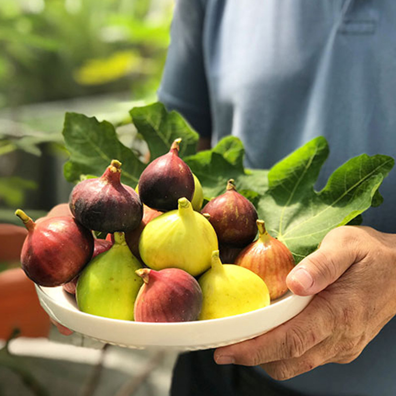 无花果树果苗特大树苗四季盆栽矮化地庭院波姬红当年结果新鲜苗树