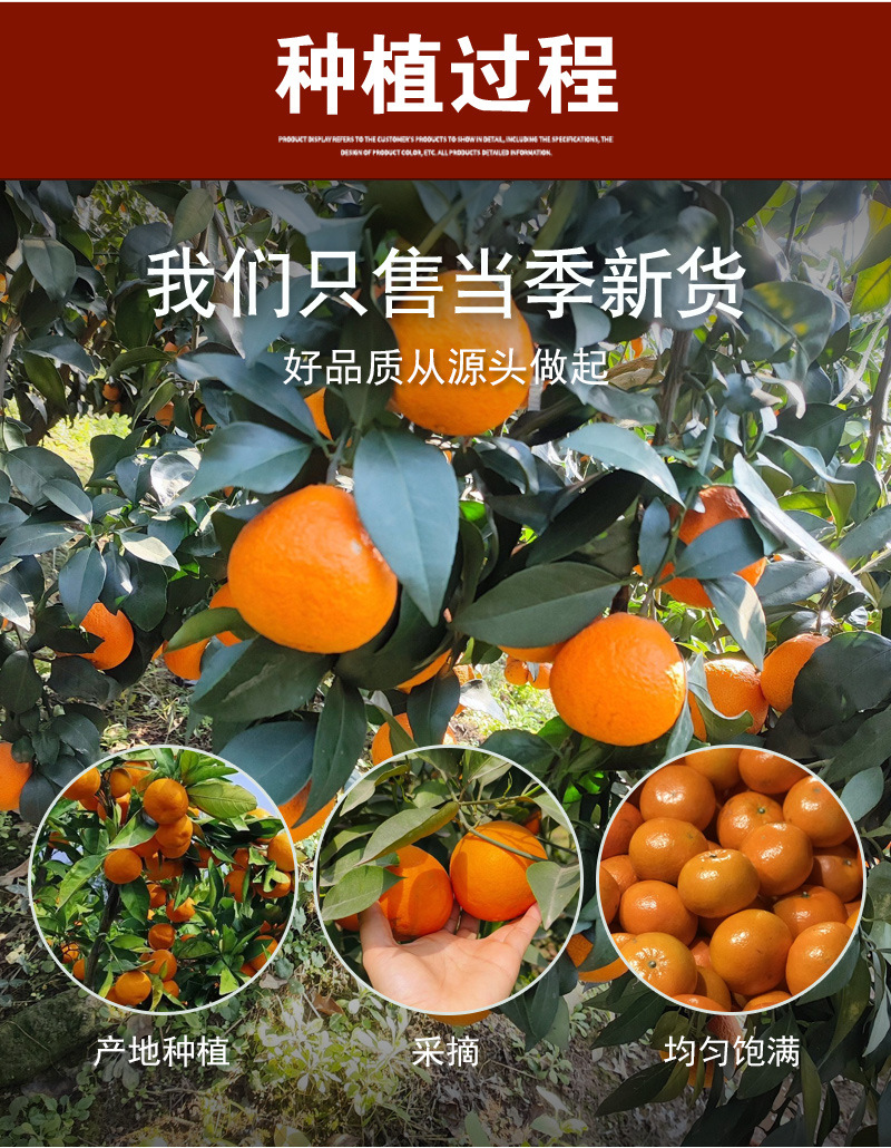 Aged Chen Pi Shreds (Citrus reticulata) — Dried Tangerine Peel Strips, 500g preparation