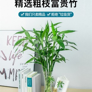 ˮ�B���F��ˮ��ֲ���D�\���҃ȾGֲ���ܿ͏d�k�����^�����r��