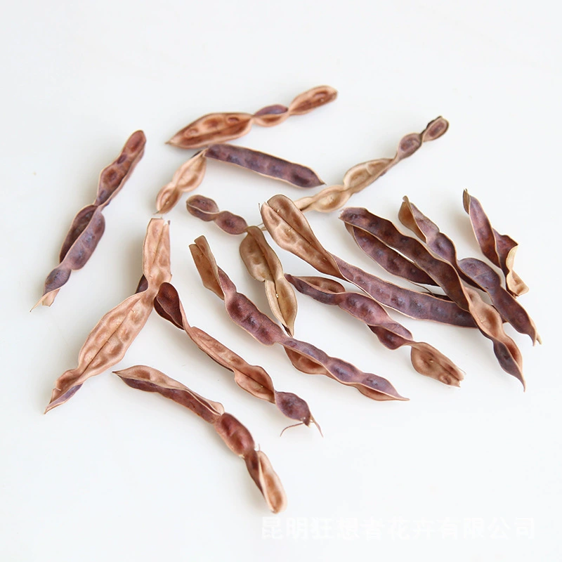 Dry Flower DIY Materials [Dry Fruit] Madman Sommelier Candle Plant Simagon Handmade Class Dry Flower Dry Branches Material