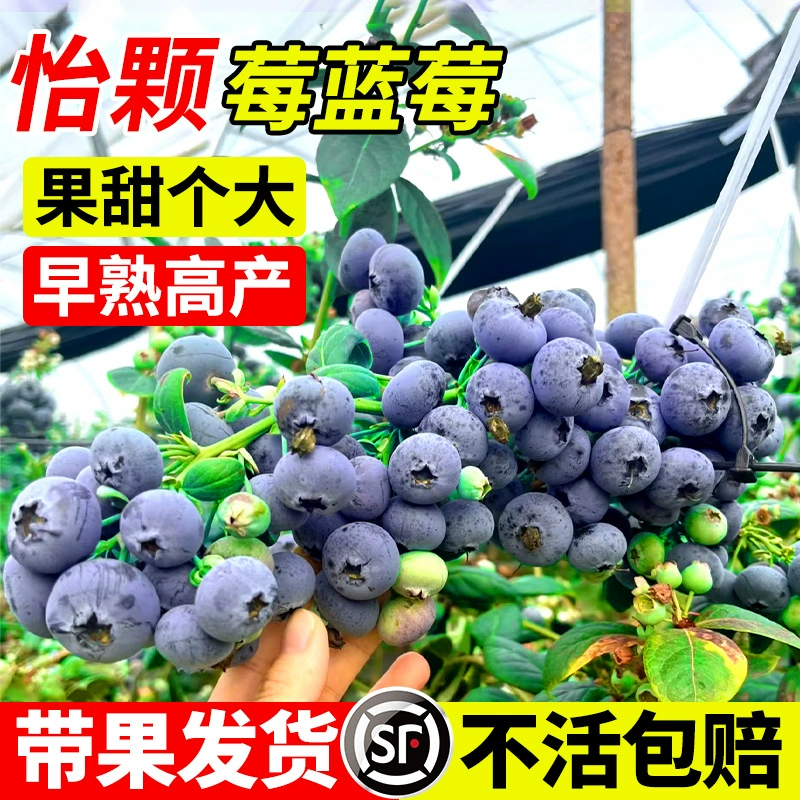 Саженцы черники Yikeberry в горшках с плодами и цветочными бутонами, ароматное наземное посадка, очень большие фруктовые деревья для посадки на юге и севере.