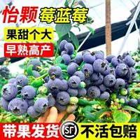 Саженцы черники Yikeberry в горшках с плодами и цветочными бутонами, ароматное наземное посадка, очень большие фруктовые деревья для посадки на юге и севере.