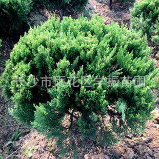 �������l ������ �a�؈@��ͥԺ�G����������G�������� ���ؘ�