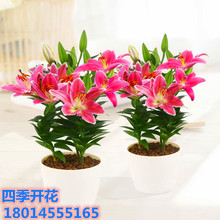 百合种子价格 百合种子价格品牌 图片 价格 百合种子价格批发 阿里巴巴 百合种子价格 百合种子价格品牌 图片 价格 百合种子价格批发 阿里巴巴