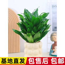 �������~�콹ֲ��������������Gֲ��Ѫ���辰���B�^�~����