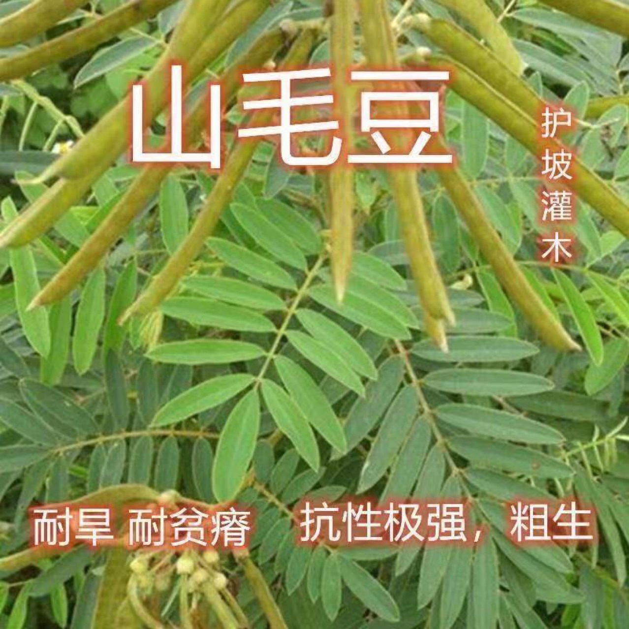 妈妈的朋友在线线观免费观看