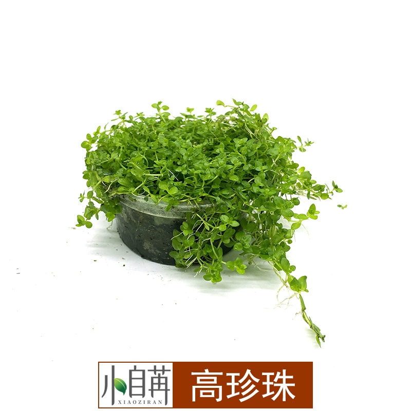 Высокий жемчуг Японский жемчуг Трава Средний пейзаж Экологический аквариум Ландшафтный дизайн Fish Tank Водная трава Оптовая Живая форма аквариума