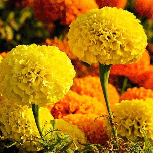 万寿菊种子菊花种子四季易活混色臭芙蓉花种籽子驱蚊盆栽种籽包邮