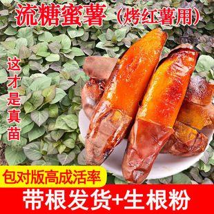 �߮a���ϼt�������Ŀ����͟������ع�������������ϰ׼t������