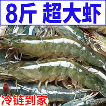 【青岛大虾】新鲜超大虾冻虾白虾鲜活冷冻对虾大号基围虾青虾海鲜