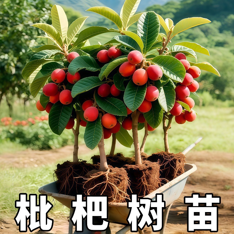 新品种枇杷树苗无核砂糖红枇杷苗南方种植庭院盆栽地栽特大琵琶苗