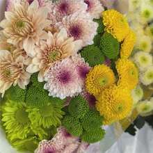 200个品种+耐寒耐热切花菊花苗 荷兰菊 网红菊28元