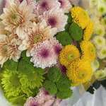 200个品种+耐寒耐热切花菊花苗 荷兰菊 网红菊28元