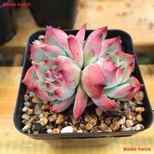 优美绿植多肉植物多肉双头群生小群生控养出状态盆栽室内盆景批发
