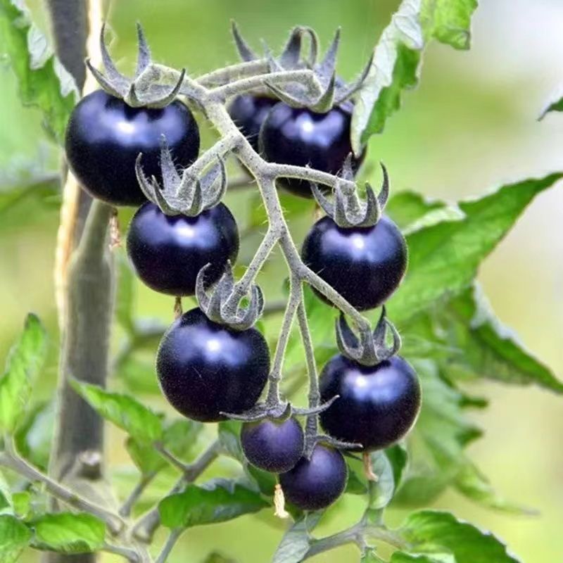 Black beauty tomato seedlings 6 trees