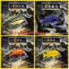 4-5cm cichlid combination 8 pieces