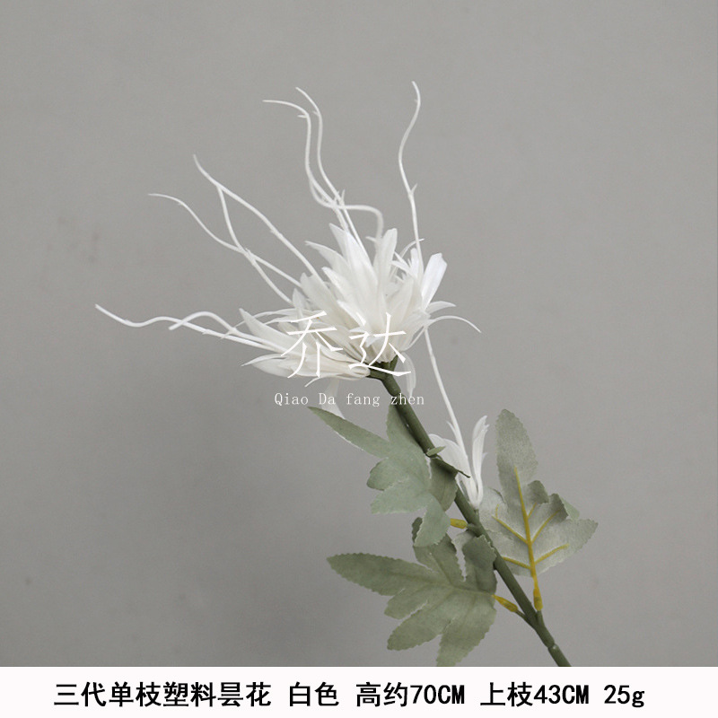 Tres generaciones de Epiphyllum plástico único