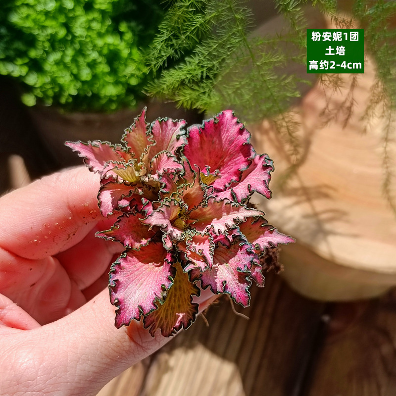 수박 붉은 토양 훈련 - 핑크 애니 볼