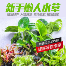 �~�ב���ˮֲ�ﵭˮ���o���쾰ˮ�����к�ˮ�ײͰ��]�羳�S���l