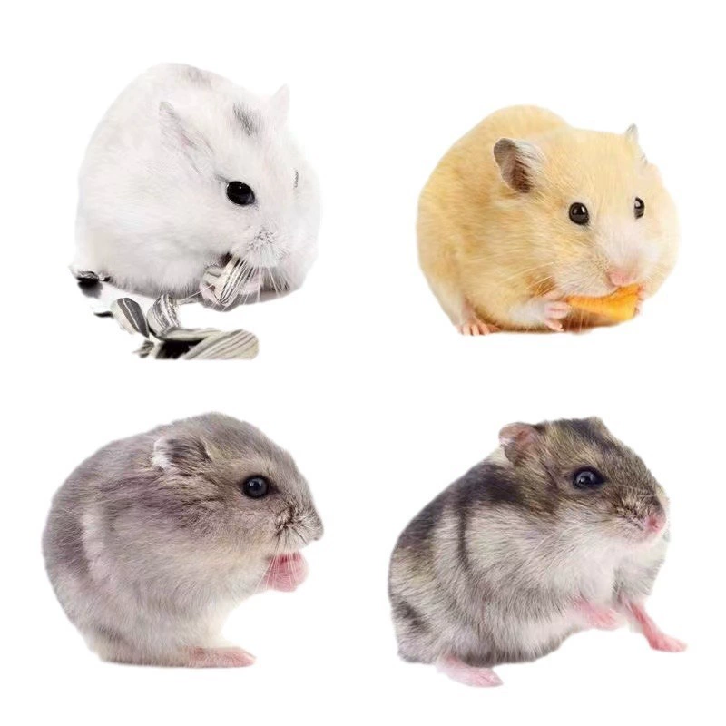 Оптовые hamster-питомцы: живые тигр, медведь, белый медведь, черный медведь, коровий медведь, медведь с глазом, медведь с глазом, медведь, медведь, медведь, медведь, оптовая продажа