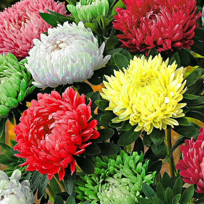 Хризантема в горшке с бутонами, крупные рассады, хризантема для настольного тенниса, осенняя хризантема, легко выращиваемые комнатные растения, осенние цветы, зеленые растения для балкона.