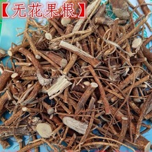 无花果根 批发 无花果根 另有无花果枝 新货 量大从优