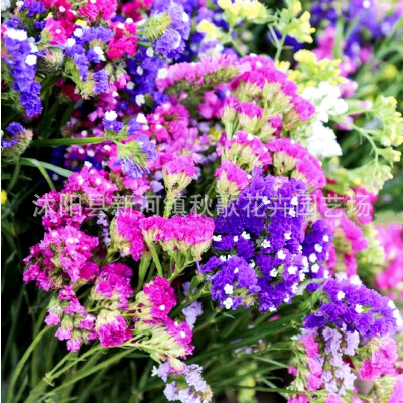 Forget-Me-Not Seeds, Blood Grass, Star Flower Seeds, Sea Red Peony, White Flower, Jade Money, Fragrant Dried Cut Flowers, Potted Flower Bed, Long Flowering Period