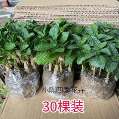 新鮮な食用ミントの葉、スペアミントの苗、四季の屋内鉢植え、バルコニーの水耕栽培の香りのよい緑の植物、ホルムアルデヒドを吸収します。