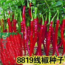 高产线椒种子8819线椒种籽长辣椒籽种高产四季蔬菜种孑干鲜俩用