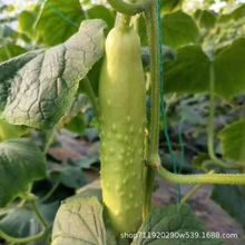 ���~��ˮ���S�ϷN�ӹ������S�aС�S�����캵�S�ϷN���ļ��߲˷N��