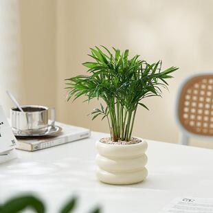 Pocket Coconut Potted Plants Are Easy to Grow on the Desktop in the Office and Are Shade-Tolerant Plants That Are Evergreen and Small Green Plants in All Seasons