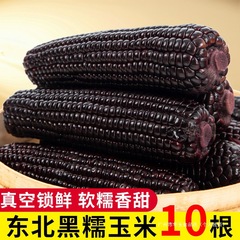 东北黑糯玉米真空装10根新鲜甜糯玉米开袋加热即食粗粮黑玉米包邮