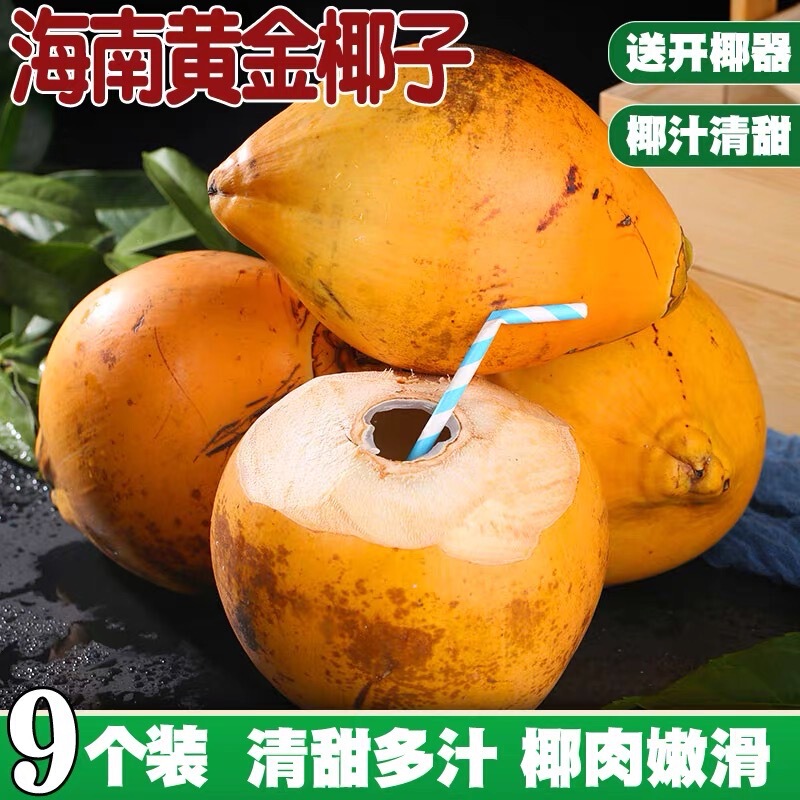 Hainan Golden Coconut with Skin, Freshly Picked Coconut Green, Pregnant Women's Fruit Golden Coconut, 9 Pieces, Wholesale Delivery, 1 Whole Box Hainan Golden Coconut with Skin, Freshly Picked Coconut Green, Pregnant Women's Fruit Golden Coconut, 9 Pieces, Wholesale Delivery, 1 Whole Box