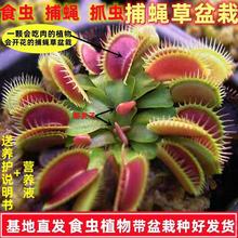 捕蝇草盆栽食虫植物猪笼草驱蚊超大吃虫抓虫客厅阳台懒人花卉植物