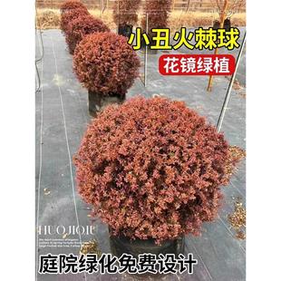 ���R�GֲС��������������ͥԺ�G���OӋ�����쾰ֲ���ͺ��͟�