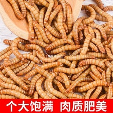 ����x���x�S���x�}��ü�B�˸猙�����ϐ�����~�B�Z����l