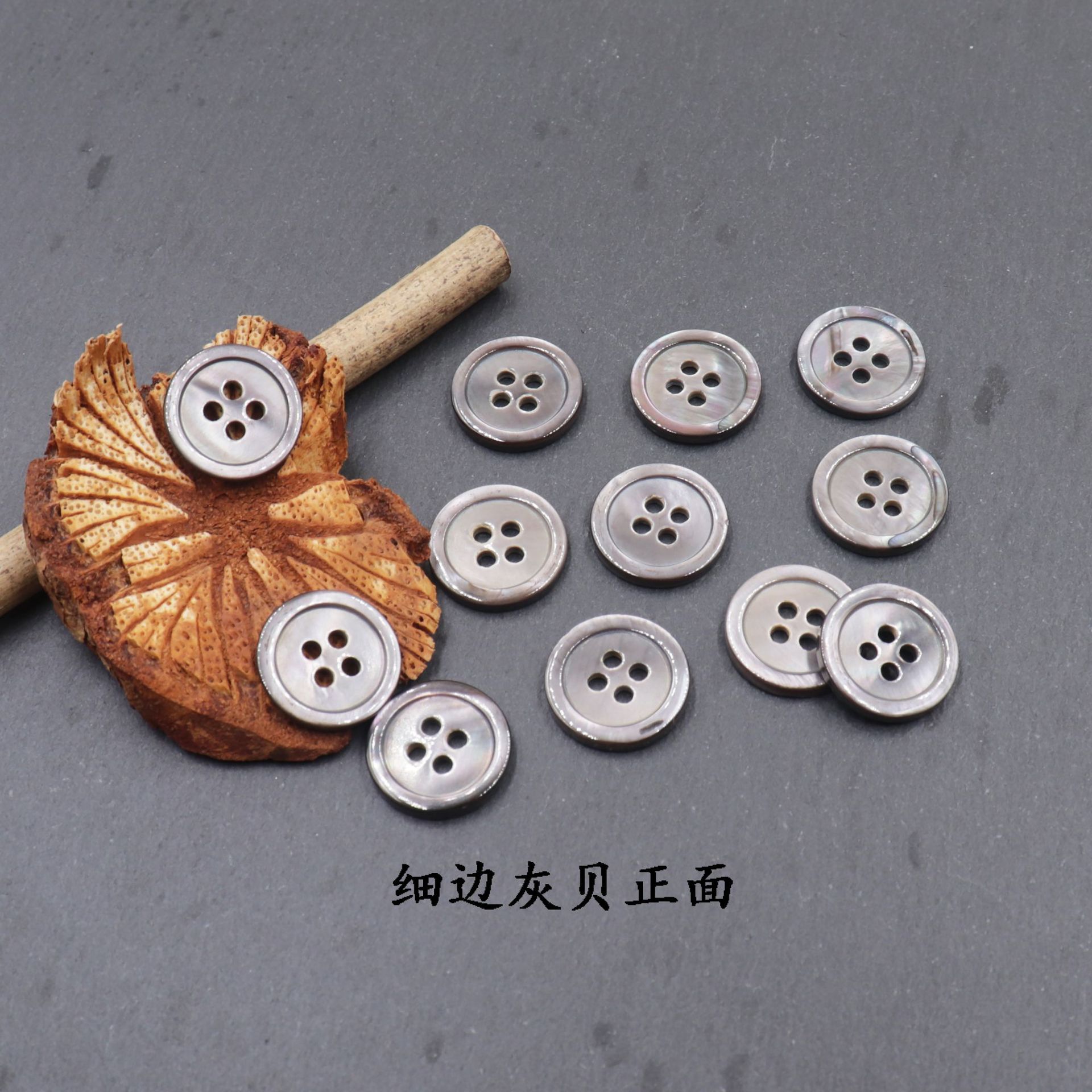 细边四眼灰贝 (2).JPG